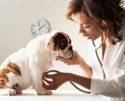 Sinal de Negligência - Cuidados com os Pets (9)