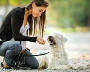 Sinal de Negligência - Cuidados com os Pets (16)