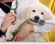 Sinal de Negligência - Cuidados com os Pets (20)