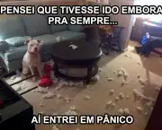 panico-cachorro