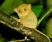 ARKive image GES136431 - Horsfield’s tarsier