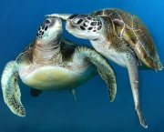 Turtles Swim In Unison