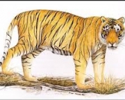 Tigre de Bali 1