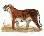 Tigre de Bali 2