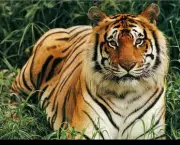 Tigre de Bali 3