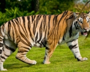 Tigre de Bengala (1)