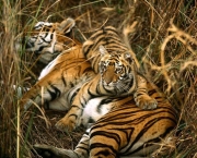 Tigre de Bengala (2)