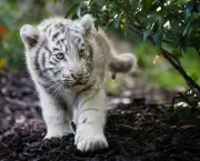 Tigre de Bengala (3)