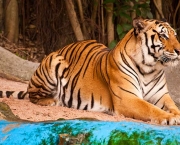 Tigre de Bengala (4)