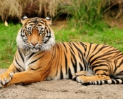 Tigre de Bengala (5)