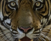 Tigre de Bengala (10)