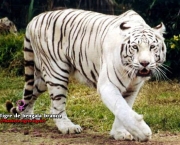 Tigre de Bengala (11)
