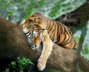 Tigre de Bengala (6)