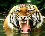Tigre de Bengala (9)