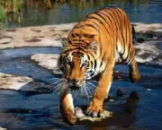 tigre-de-java (1)
