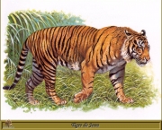 tigre-de-java (3)