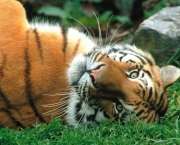 tigre-de-java (6)