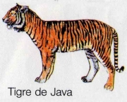 tigre-de-java (10)