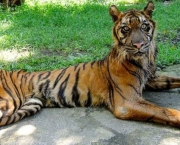 tigre-de-java (15)