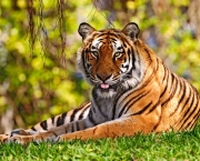 especies-de-tigres
