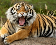 tigre-sumatra
