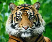 22_tigres_como_animais