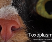 Toxoplasmose (5)