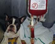 Transfusao Sanguinea Em Caes e Gatos- (1)