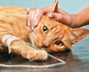 Transfusao Sanguinea Em Caes e Gatos- (11)
