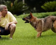 treinamento-para-cachorros (1)