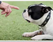treinamento-para-cachorros (5)