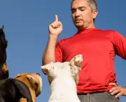 treinamento-para-cachorros (10)