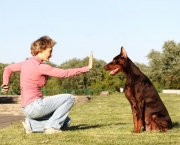 treinamento-para-cachorros (13)