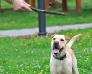 treinamento-para-cachorros (14)