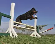 treinamento-para-cachorros (15)