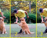treinamento-para-cachorros (16)