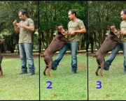 treinamento-para-cachorros (17)