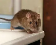 Tudo Sobre Ratos (14)