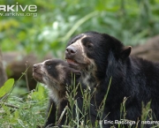 ARKive image GES112013 - Spectacled bear