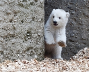 Urso Polar (1)