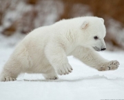 Urso Polar (2)