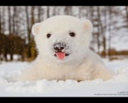 Urso Polar (3)