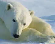 urso-polar (10)