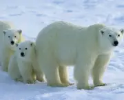 urso-polar (11)