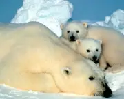 urso-polar (12)