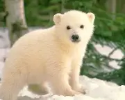 urso-polar (3)