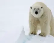 urso-polar (4)