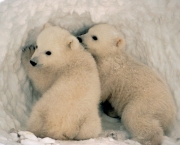 urso-polar (7)