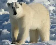 urso-polar (8)