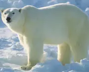 urso-polar (9)